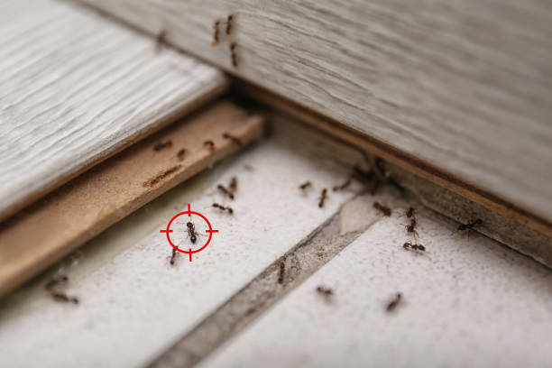 Trusted Thomasville, AL Pest Control Experts
